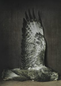 Foto eines Mäusebussard von Ingar Krauss, Fotograf