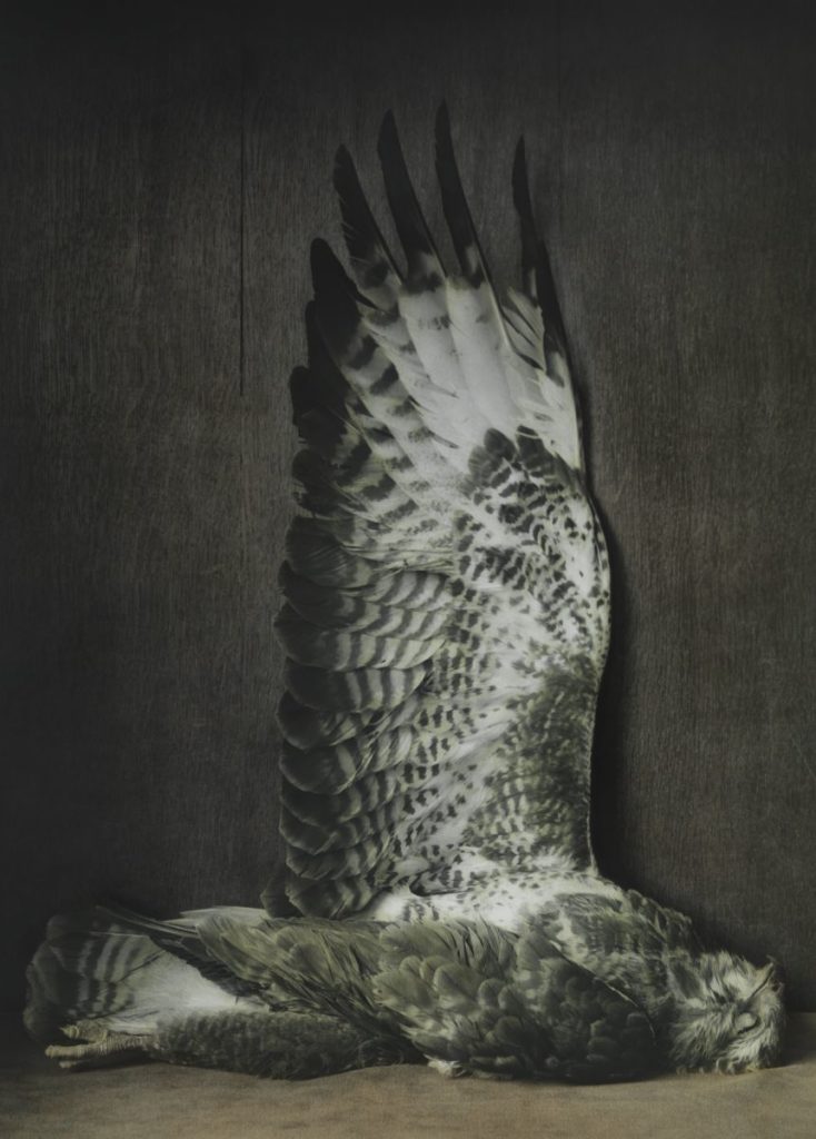 Foto eines Mäusebussard von Ingar Krauss, Fotograf