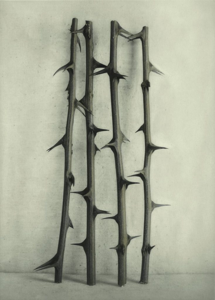 Foto von Robinienzweigen von Ingar Krauss, Fotograf